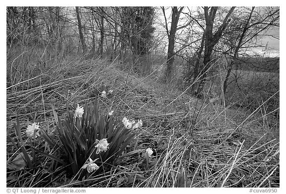 Yellow Daffodils growing at edge of wetland. Cuyahoga Valley National Park (black and white)