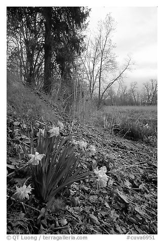 Yellow Daffodils growing at the edge of a marsh. Cuyahoga Valley National Park, Ohio, USA.