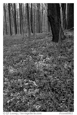 Forest floor with tint myrtle flowers, Brecksville Reservation. Cuyahoga Valley National Park, Ohio, USA.