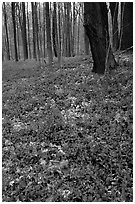 Forest floor with tint myrtle flowers, Brecksville Reservation. Cuyahoga Valley National Park, Ohio, USA. (black and white)