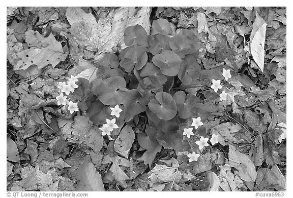 Close up of Marsh Marigold (Caltha palustris) growing amidst fallen leaves. Cuyahoga Valley National Park (black and white)