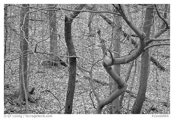 Barren trees and fallen leaves on hillside. Cuyahoga Valley National Park, Ohio, USA.