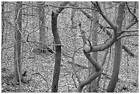 Barren trees and fallen leaves on hillside. Cuyahoga Valley National Park, Ohio, USA. (black and white)