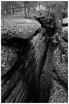 Sandstone depression at The Ledges. Cuyahoga Valley National Park, Ohio, USA. (black and white)