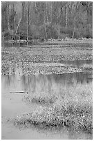 Beaver Marsh and reflections. Cuyahoga Valley National Park, Ohio, USA. (black and white)