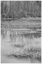 Beaver Marsh and reflections. Cuyahoga Valley National Park ( black and white)