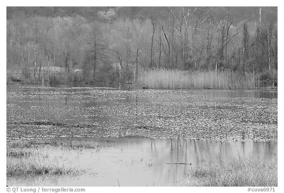 Water lillies and reeds in Beaver Marsh. Cuyahoga Valley National Park, Ohio, USA.