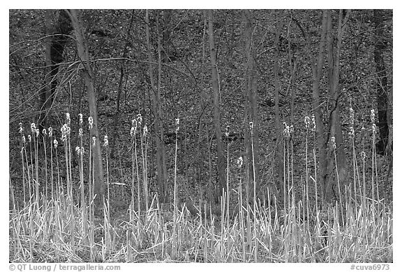 Cattails and trees, early spring. Cuyahoga Valley National Park (black and white)