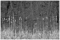 Cattails and trees, early spring. Cuyahoga Valley National Park ( black and white)