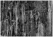 Icicles curtain, Tennessee. Great Smoky Mountains National Park, USA. (black and white)