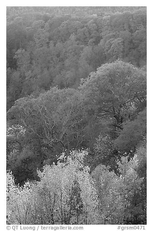 Trees in fall colors over succession of ridges, North Carolina. Great Smoky Mountains National Park, USA.