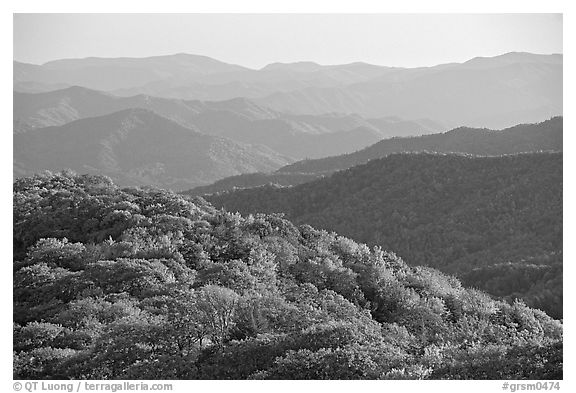 Trees with autumn colors and blue ridges from Clingmans Dome, North Carolina. Great Smoky Mountains National Park (black and white)