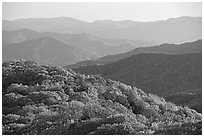 Trees with autumn colors and blue ridges from Clingmans Dome, North Carolina. Great Smoky Mountains National Park, USA. (black and white)