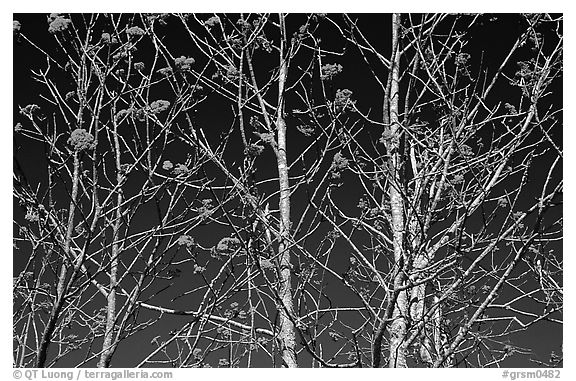 Bare trees, red Mountain Ash berries, blue sky, North Carolina. Great Smoky Mountains National Park (black and white)