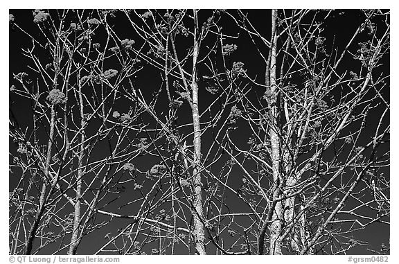 Bare trees, red Mountain Ash berries, blue sky, North Carolina. Great Smoky Mountains National Park, USA.