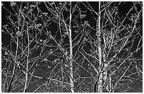 Bare trees, red Mountain Ash berries, blue sky, North Carolina. Great Smoky Mountains National Park, USA. (black and white)