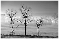 Three bare trees, meadow, and fog, Cades Cove, early morning, Tennessee. Great Smoky Mountains National Park, USA. (black and white)