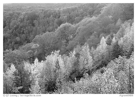Ridges with trees in fall colors, North Carolina. Great Smoky Mountains National Park (black and white)