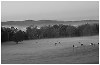 Pasture at dawn with rosy sky, Cades Cove, Tennessee. Great Smoky Mountains National Park, USA. (black and white)