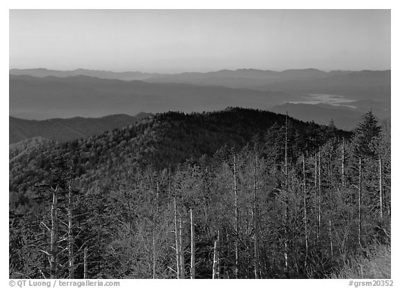 Trees in fall foliage and ridges from Clingman's dome at sunrise, North Carolina. Great Smoky Mountains National Park, USA.