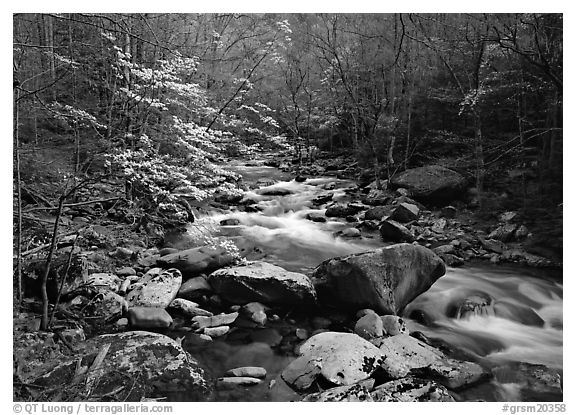 Spring scene of dogwood trees next to river flowing over boulders, Treemont, Tennessee. Great Smoky Mountains National Park, USA.