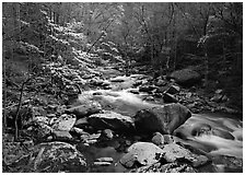 Spring scene of dogwood trees next to river flowing over boulders, Treemont, Tennessee. Great Smoky Mountains National Park, USA. (black and white)