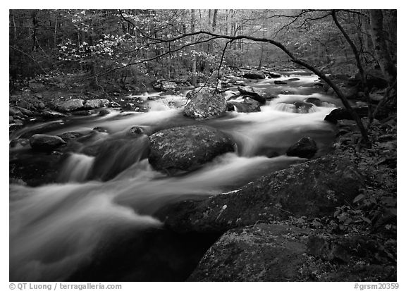 Arching dogwood in bloom over the Middle Prong of the Little River, Tennessee. Great Smoky Mountains National Park (black and white)