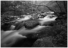Arching dogwood in bloom over the Middle Prong of the Little River, Tennessee. Great Smoky Mountains National Park, USA. (black and white)