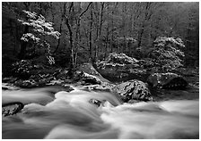 Three dogwoods with blossoms, boulders, flowing water, Middle Prong of the Little River, Tennessee. Great Smoky Mountains National Park, USA. (black and white)