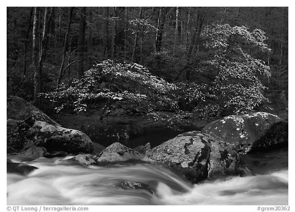 Two blooming dogwoods, boulders, flowing water, Middle Prong of the Little River, Tennessee. Great Smoky Mountains National Park (black and white)