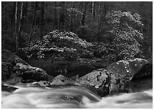 Two blooming dogwoods, boulders, flowing water, Middle Prong of the Little River, Tennessee. Great Smoky Mountains National Park, USA. (black and white)