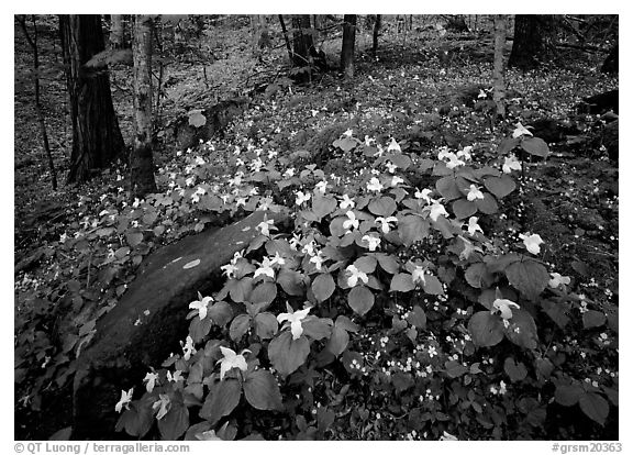 Carpet of White Trilium, Chimney Rock area, Tennessee. Great Smoky Mountains National Park, USA.