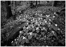 Carpet of White Trilium, Chimney Rock area, Tennessee. Great Smoky Mountains National Park, USA. (black and white)