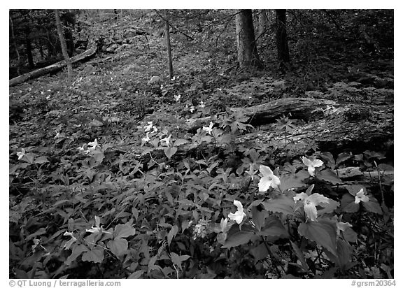 Forest undergrowth with multicolored Trillium, Chimney area, Tennessee. Great Smoky Mountains National Park, USA.