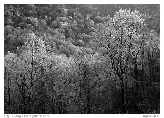 Trees and hillside with light green color of spring, late afternoon, Tennessee. Great Smoky Mountains National Park (black and white)
