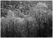 Trees and hillside with light green color of spring, late afternoon, Tennessee. Great Smoky Mountains National Park, USA. (black and white)