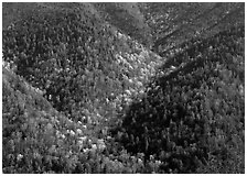 Hillside covered with trees in early spring, North Carolina. Great Smoky Mountains National Park ( black and white)