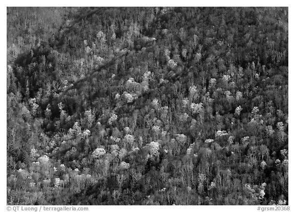 Distant hillside with newly leafed trees, North Carolina. Great Smoky Mountains National Park (black and white)