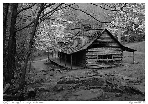 Noah Ogle historical cabin framed by blossoming dogwood tree, Tennessee. Great Smoky Mountains National Park, USA.