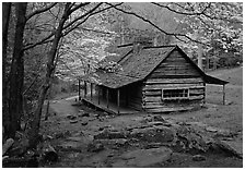 Noah Ogle historical cabin framed by blossoming dogwood tree, Tennessee. Great Smoky Mountains National Park, USA. (black and white)