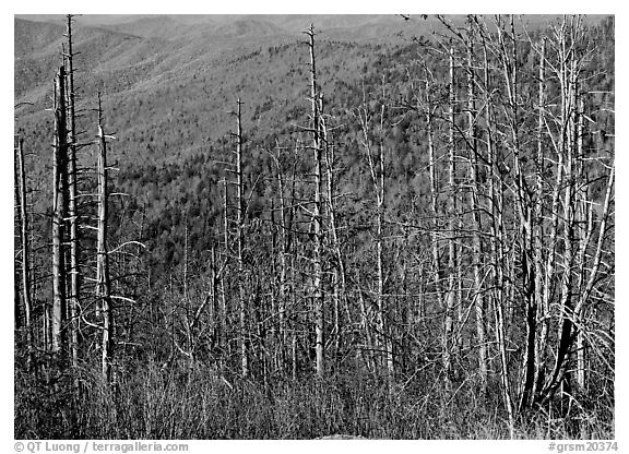 Bare mountain ash trees with red berries and hillside, Clingsman Dome. Great Smoky Mountains National Park, USA.