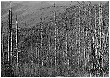 Bare mountain ash trees with red berries and hillside, Clingsman Dome. Great Smoky Mountains National Park, USA. (black and white)