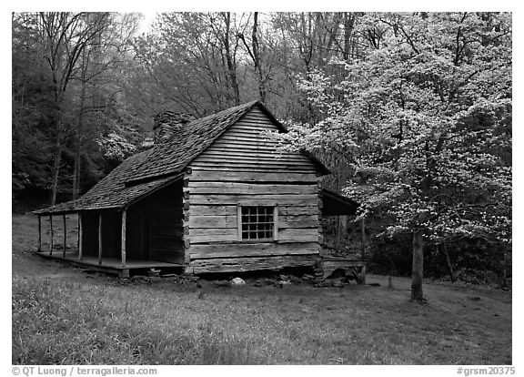 Noah Ogle log cabin in the spring, Tennessee. Great Smoky Mountains National Park (black and white)