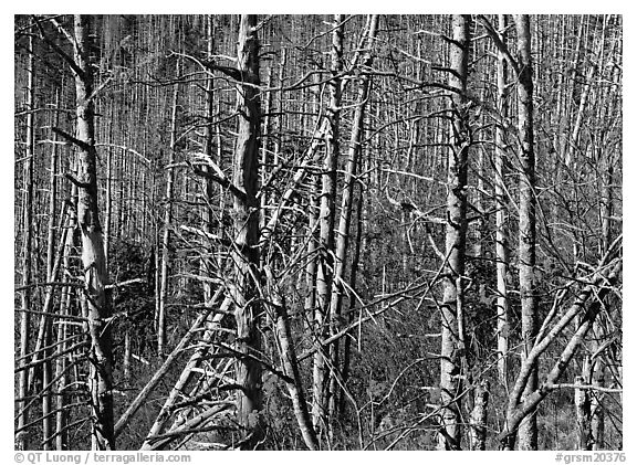 Bare trees with Mountain Ash  berries, North Carolina. Great Smoky Mountains National Park (black and white)