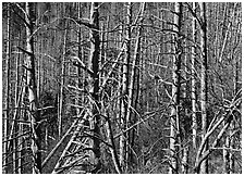 Bare trees with Mountain Ash berries, North Carolina. Great Smoky Mountains National Park, USA. (black and white)