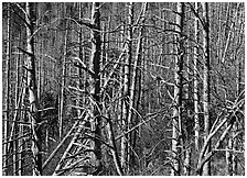 Bare trees with Mountain Ash  berries, North Carolina. Great Smoky Mountains National Park ( black and white)