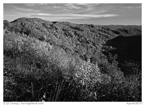 Hillsides covered with trees in autumn color near Newfound Gap, afternoon, North Carolina. Great Smoky Mountains National Park (black and white)