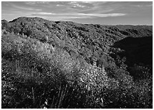 Hillsides covered with trees in autumn color near Newfound Gap, afternoon, North Carolina. Great Smoky Mountains National Park, USA. (black and white)