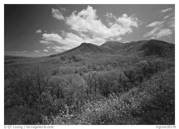Hillsides covered with trees below Mount Le Conte in the spring, Tennessee. Great Smoky Mountains National Park, USA.