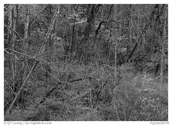 Bare trees, redbuds, and dogwoods in bloom, North Carolina. Great Smoky Mountains National Park (black and white)